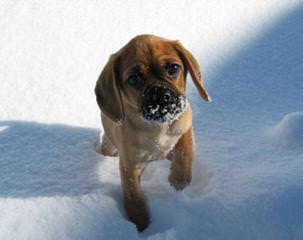Puggle Puppies Ready Now! - Dog and Puppy Pictures