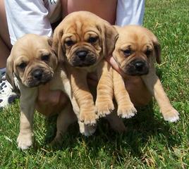 New England Snuggle Puggles! - Dog Breeders