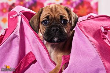 Perfect Puggle Puppies Available - Dog Breeders