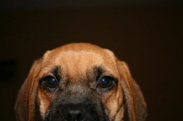 Mini St Bernards - Dog Breeders