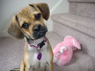 1 Female Fawn Colored Puggle For Sale. - Dog and Puppy Pictures