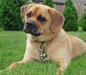 Mini St Bernards - Dog Breeders