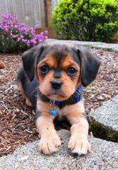 Puggle Puppies - Dog and Puppy Pictures