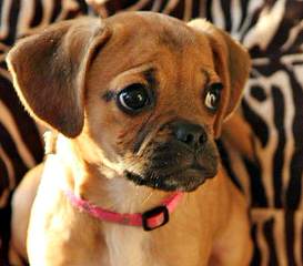 Puggle Puppies - Dog Breeders