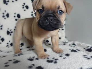 Puggles For Sale – Puggle - Dog and Puppy Pictures