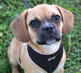 Pocket Puggle - Dog Breeders