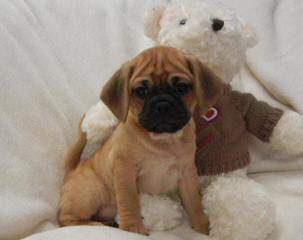 Puggles, Yorkie’s & More - Dog and Puppy Pictures