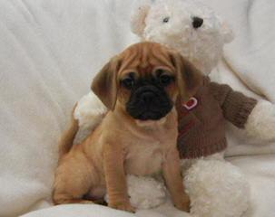 Pocket Puggle - Dog and Puppy Pictures