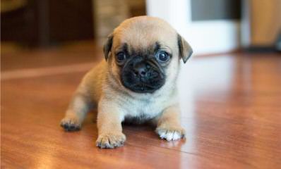 Mini St Bernards - Dog Breeders