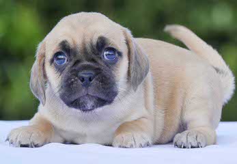 New England Snuggle Puggles! - Dog Breeders