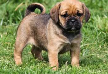 1 Female Fawn Colored Puggle For Sale. - Dog Breeders