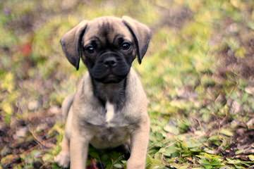 Pocket Puggle - Dog Breeders