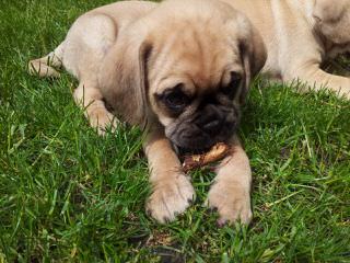 1 Female Fawn Colored Puggle For Sale. - Dog Breeders