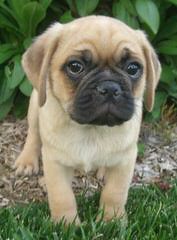 New England Snuggle Puggles! - Dog Breeders