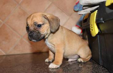 New And Improved Pugs: Puggle Puppies! - Dog Breeders