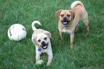 Pocket Puggle - Dog and Puppy Pictures