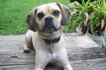 Pocket Puggle - Dog Breeders