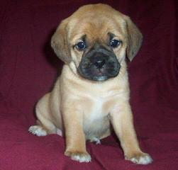 1 Female Fawn Colored Puggle For Sale. - Dog Breeders