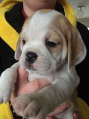 Denning Farms Puggle - Dog and Puppy Pictures