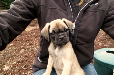 Denning Farms Puggle - Dog Breeders