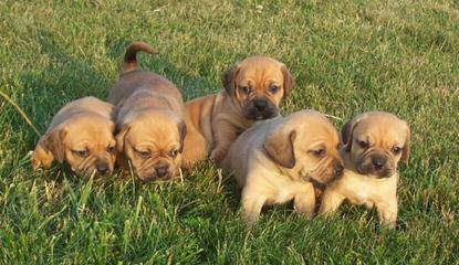 Boglen Terriers, Puggles - Dog Breeders