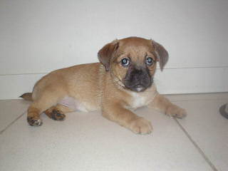 Puggle Puppies Ready Now! - Dog Breeders