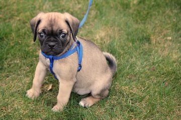 1 Female Fawn Colored Puggle For Sale. - Dog Breeders