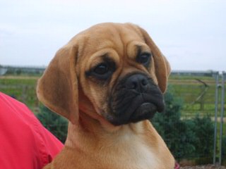 Boglen Terriers, Puggles - Dog Breeders