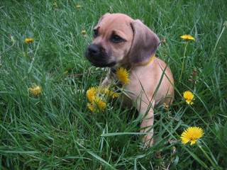 Pug Jack ..Called - Dog Breeders