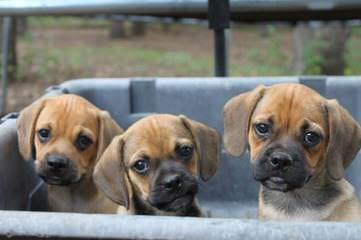 1 Female Fawn Colored Puggle For Sale. - Dog and Puppy Pictures
