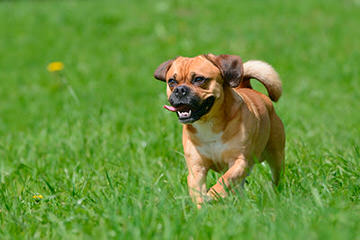 Puggle Puppies - Dog Breeders