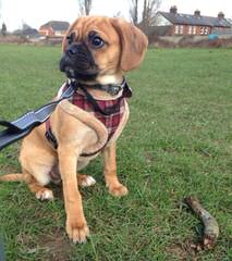 Puggles, Pocket Puggles, Mini-Boxers, Teddy Bears And Other Custom Hybrid Breeds - Dog Breeders