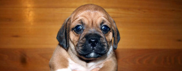 1 Female Fawn Colored Puggle For Sale. - Dog and Puppy Pictures