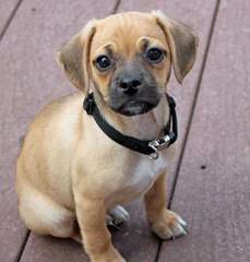 Puggle Pups From Akc Parents - Dog Breeders