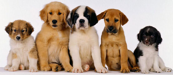 Cuddle Puppies Now Available! - Dog Breeders