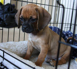 Denning Farms Puggle - Dog Breeders