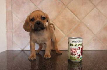 Denning Farms Puggle - Dog and Puppy Pictures