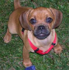 Denning Farms Puggle - Dog Breeders