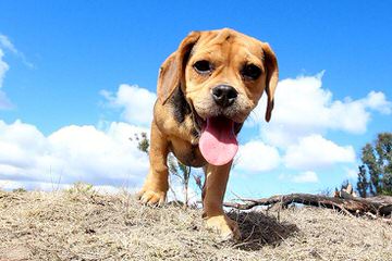 Puggle Pups From Akc Parents - Dog Breeders