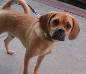 1 Female Fawn Colored Puggle For Sale. - Dog Breeders