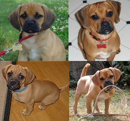 9M Old Puggle, Free 4 Good Home - Dog Breeders