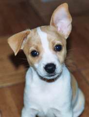 Chihuahuas, Rat-Chas, And Rat-Cresteds - Dog Breeders