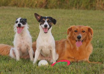Ratchi Puppy - Dog Breeders