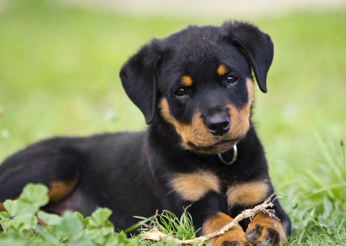 Rottweiler Dogs and Puppies