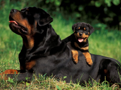 Rottweiler Dogs and Puppies