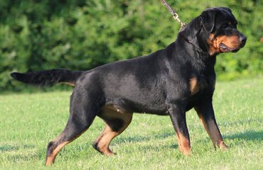 Vom Streitwein Rottweilers - Dog and Puppy Pictures