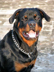 Unique Rottweilers - Dog Breeders