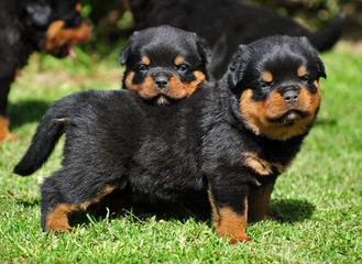 Offenburgher Rottweilers - Dog and Puppy Pictures