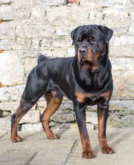 Miniature Rottweilers, Meagle Puppies - Dog Breeders