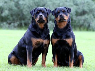 Vom Grossen Rottweilers - Dog Breeders